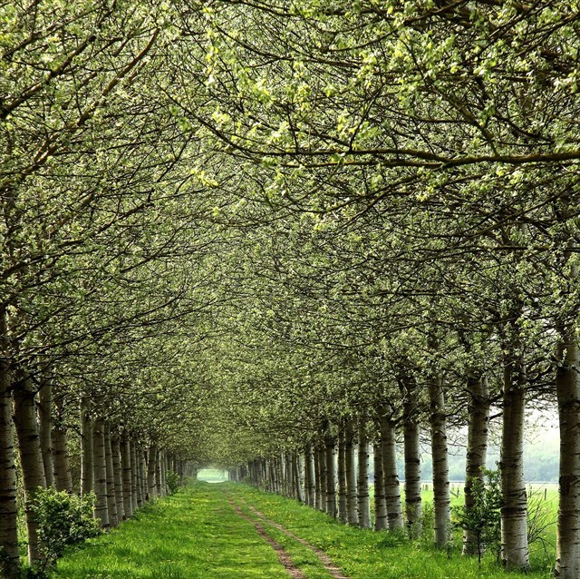 De laan in de lente