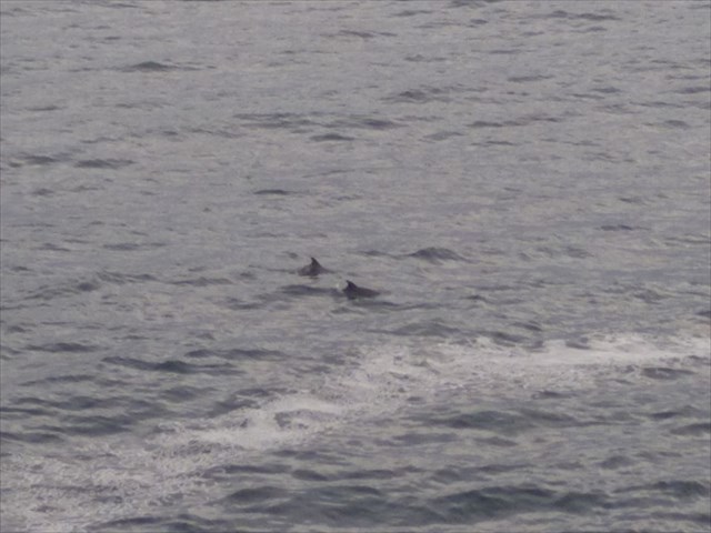 Golfiños desde o caché