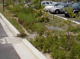 bioswale