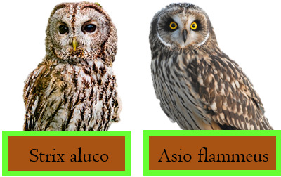 Aowls