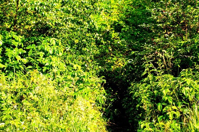 Der verwachsene Wegbeginn Schmaler Pfad während des Sommers