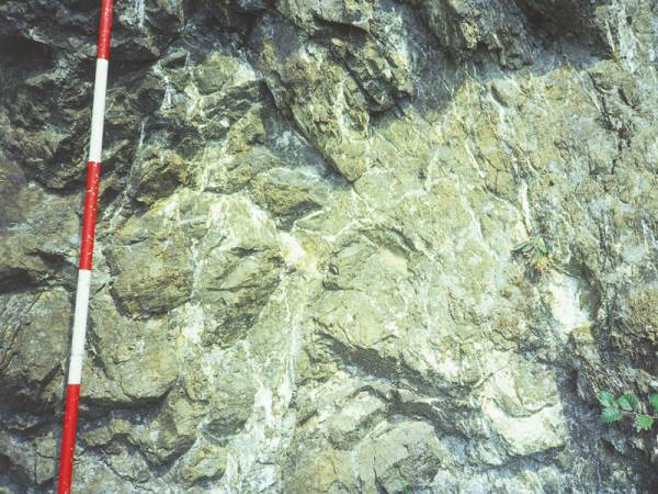 Močno spremenjen andezit s številnimi žilicami zeolita laumontita (južno pobočje Smrekovca).