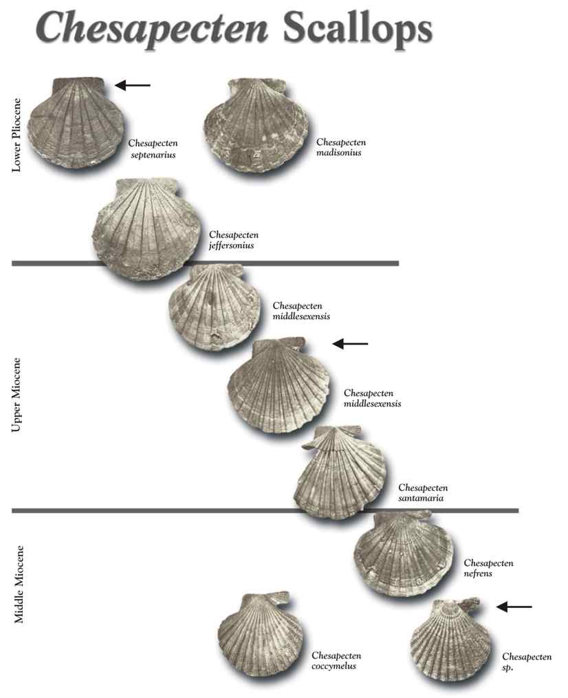 GC6XB8M Chesapecten jeffersonius Virginia's state fossil (Earthcache