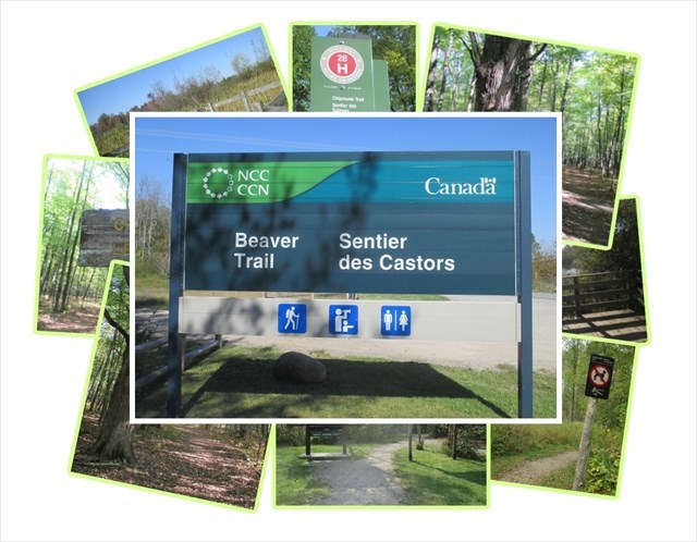 Beavers, Chipmunks ... and Chickadees