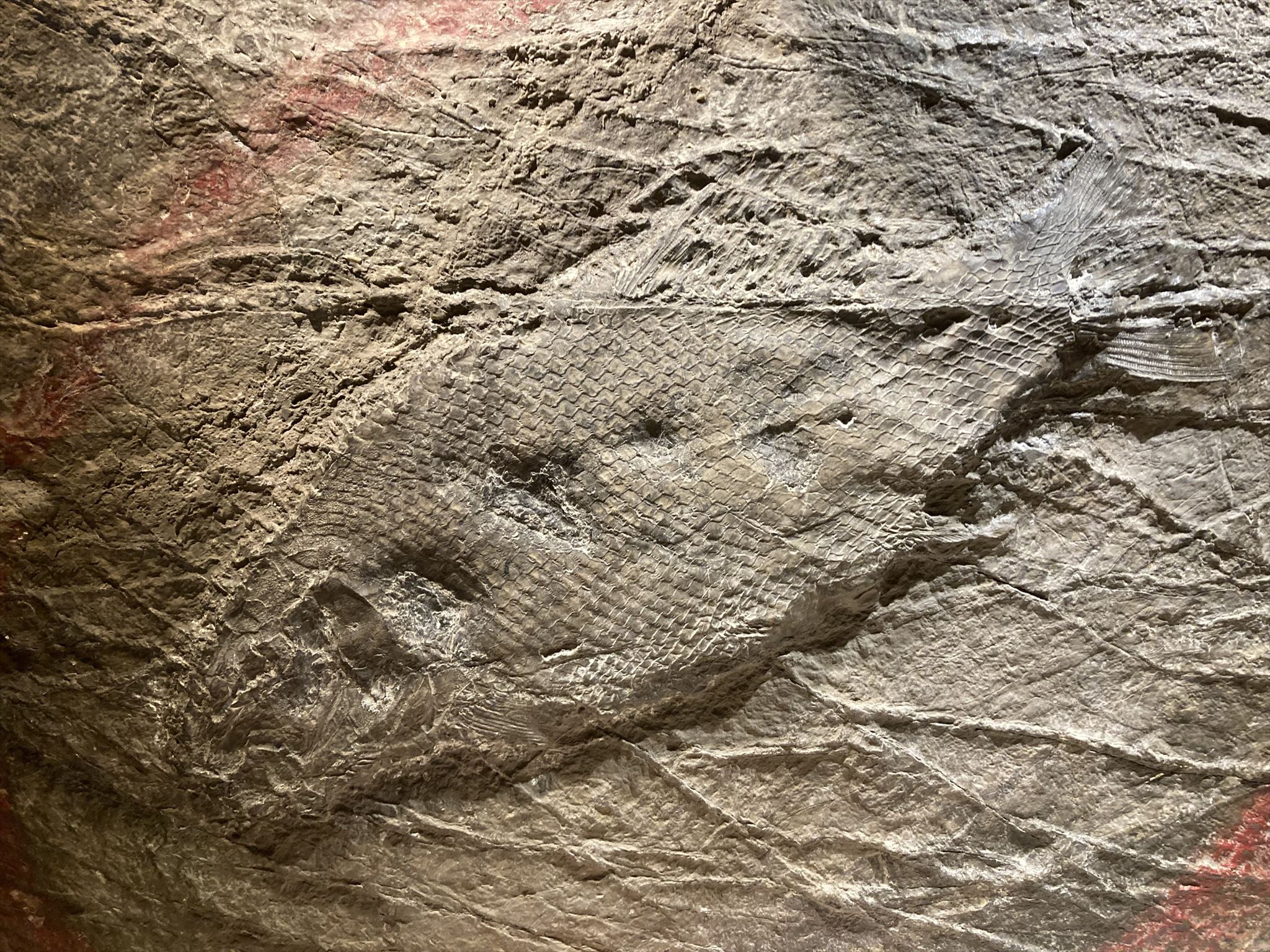 GC9G90G Lepidotes (Earthcache) in Kärnten, Austria created by Silberschakal