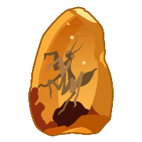 Preserved remains fossil - Fossils collection