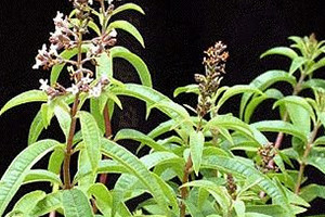 A vida nos ríos galegos Herba luísa