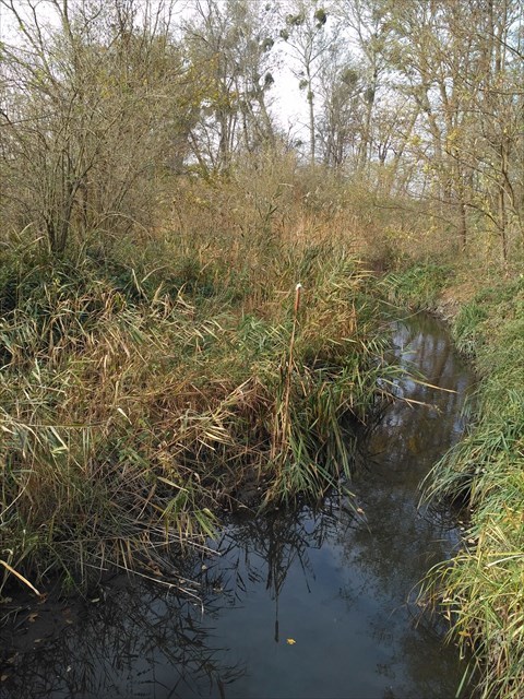 Potok Včelínek - výchozí souřadnice kešky