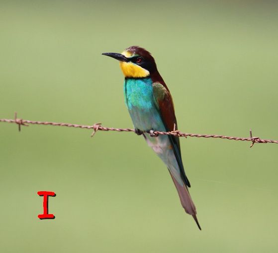 I