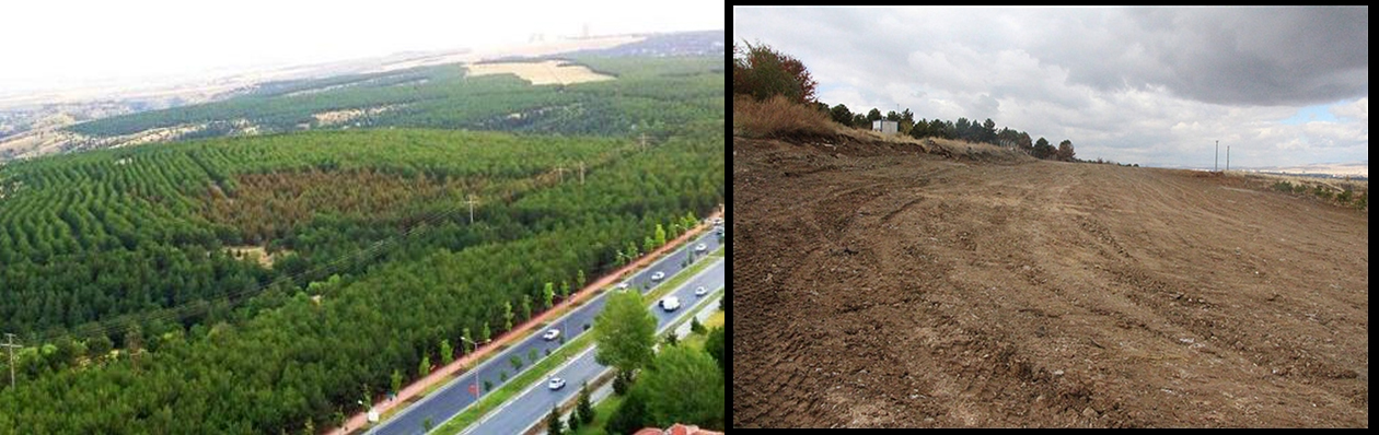 ODTÜ ormanı öncesi-sonrası / The METU forest before-after