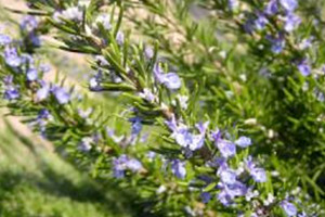 A vida nos ríos galegos Romeu