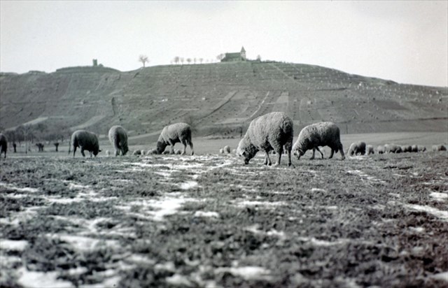 Ostseite Michaelsberg