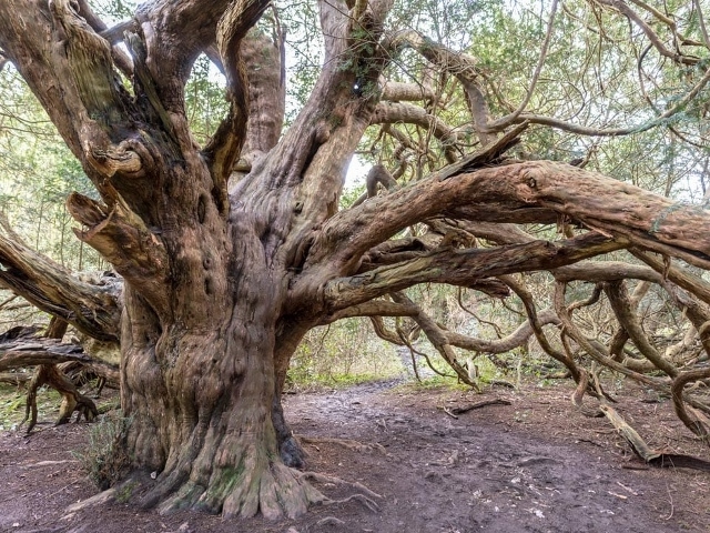 Yew trees
