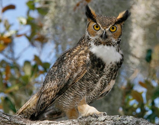 GC76KMZ Great Horned Owl (Traditional Cache) in Michigan, United States