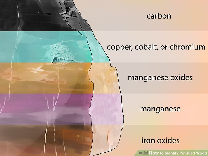 GC9A8KG The Petrified Tree (Earthcache) in Oklahoma, United States
