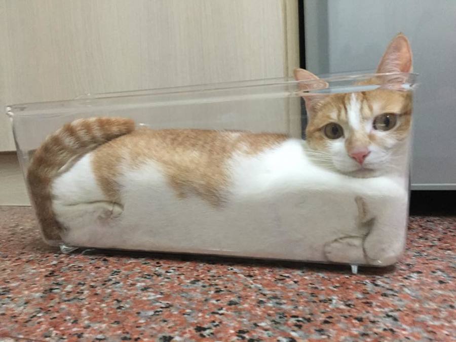 are cats liquid