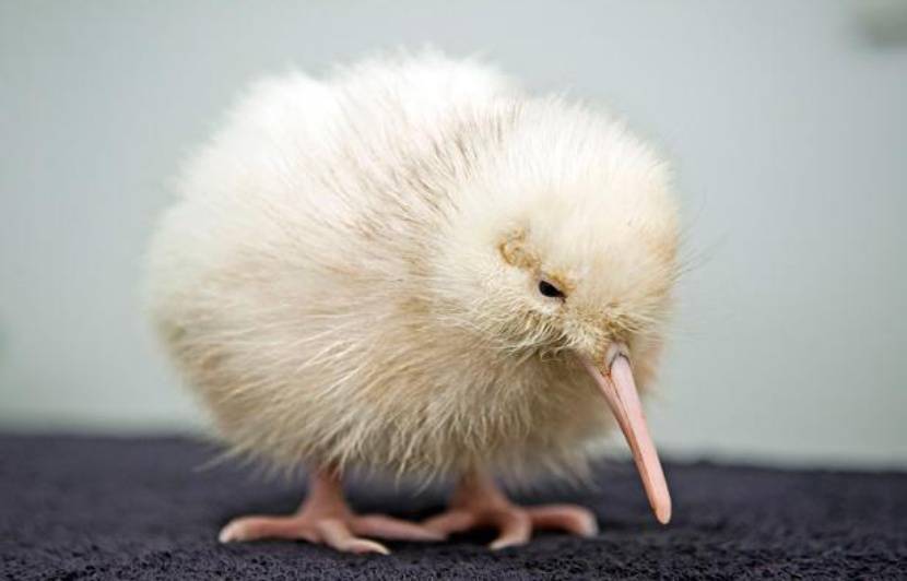 Kiwi