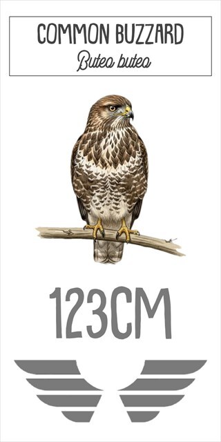 A picture of a common buzzard showing that its wingspan is 123cm 