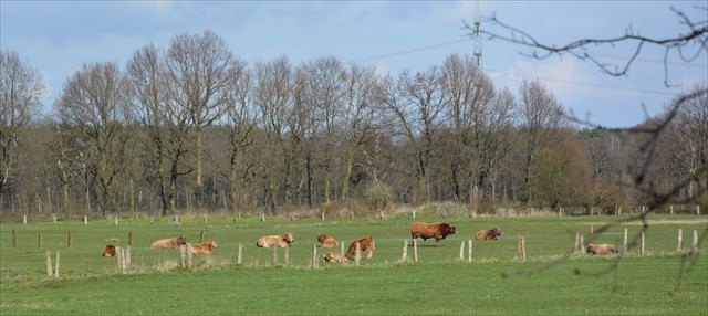 Heckrinder im Sonnenschein