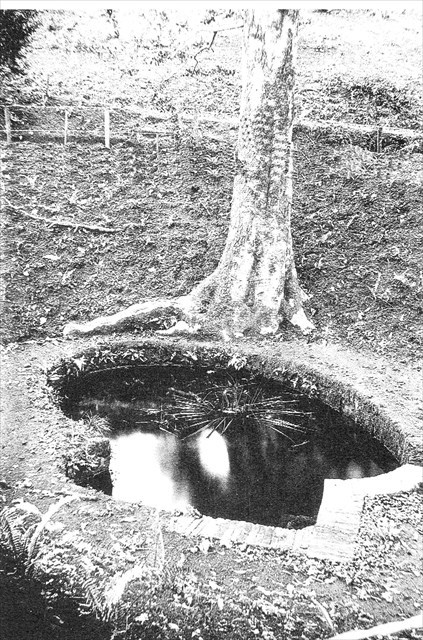 Kirstenbosch Spring pre 1913