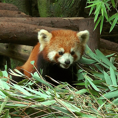 Panda červená