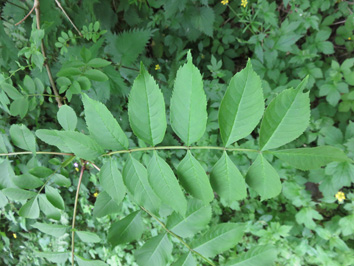 Ash leaves