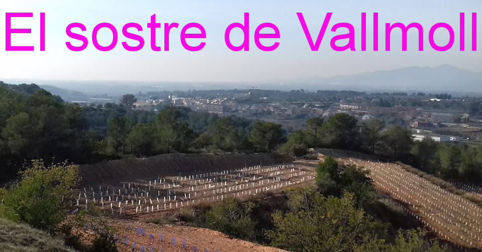 El sostre de Vallmoll