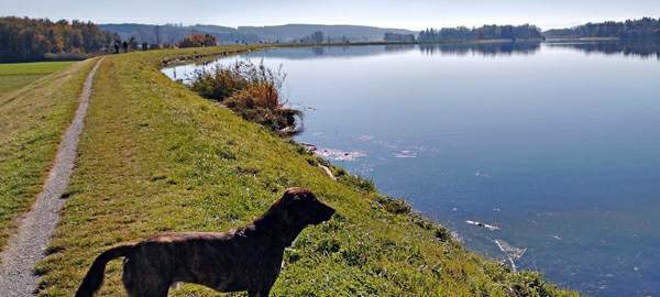 Amba schaut über den Stausee