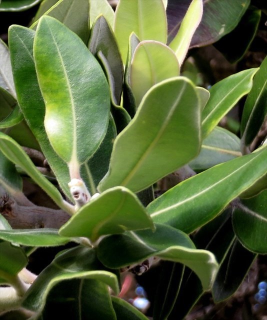 GC89178 NZ Native Trees 26 Pohutukawa (Wellington) (Virtual Cache