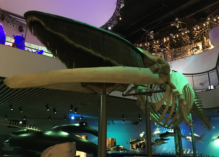 Sejhvalen fra Troense