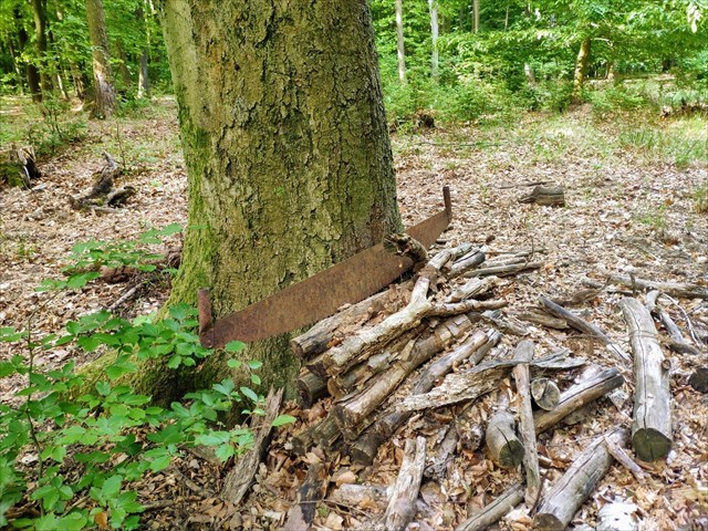 velka píla nedaleko ohniska