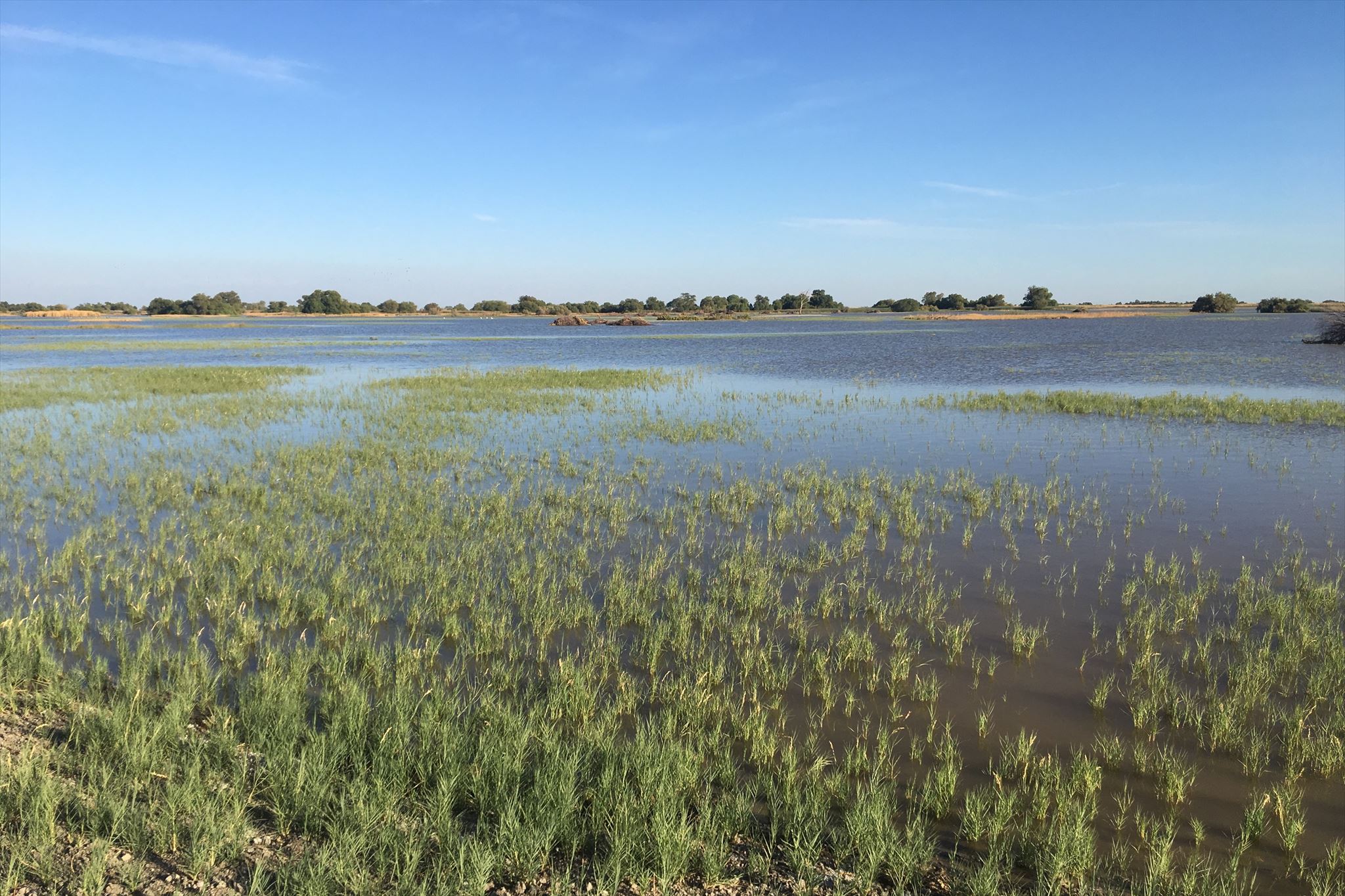 Freshwater Wetland