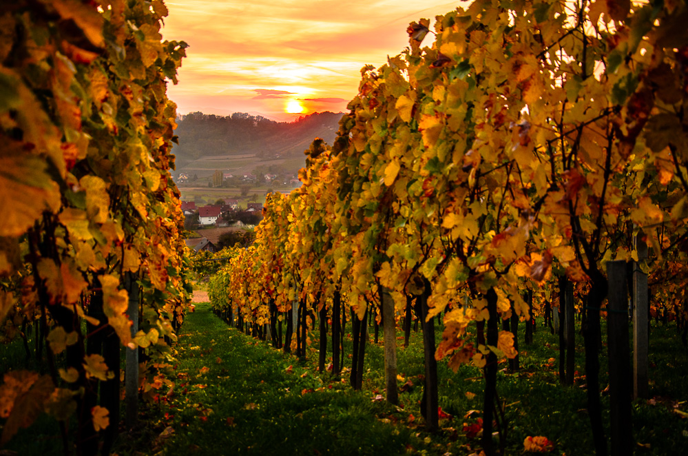 Vineyard in autumn