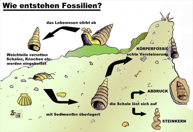 Fossilien