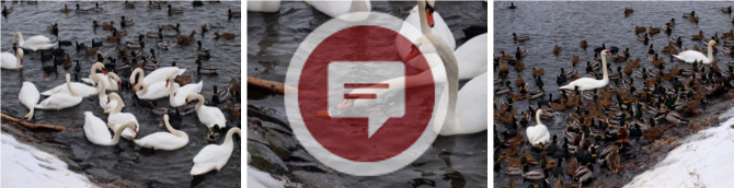 Vánoční krmení kačerů v Žatci XII