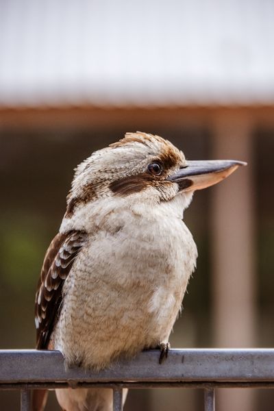 Kookaburra
