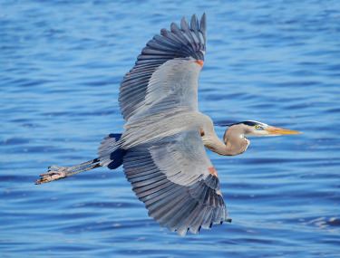 Blue Heron