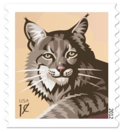 bobcat