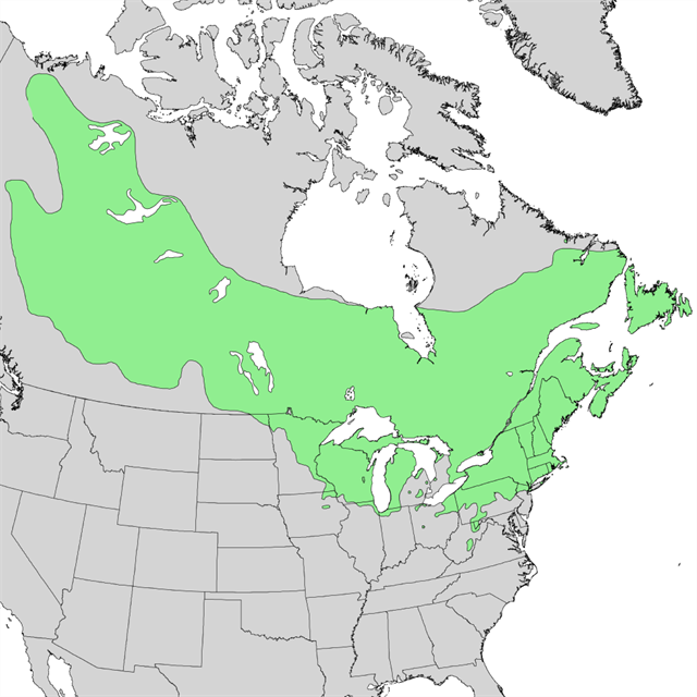 GC6R2TT Speckled Alder (Traditional Cache) in New York, United States