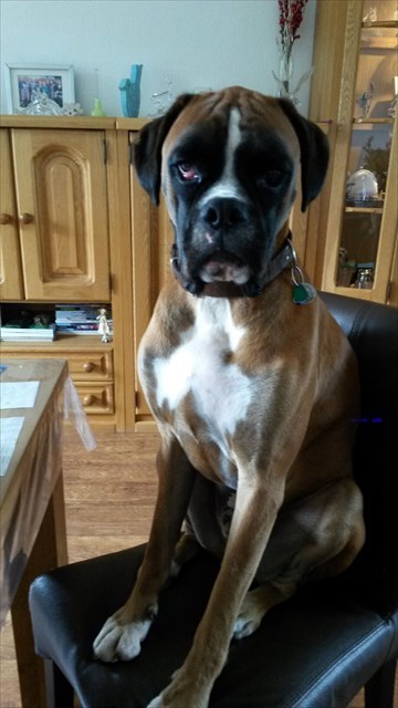 Scott op de eetkamerstoel 2015