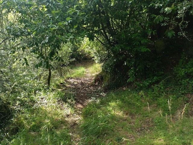 Carreiro de baixada 1