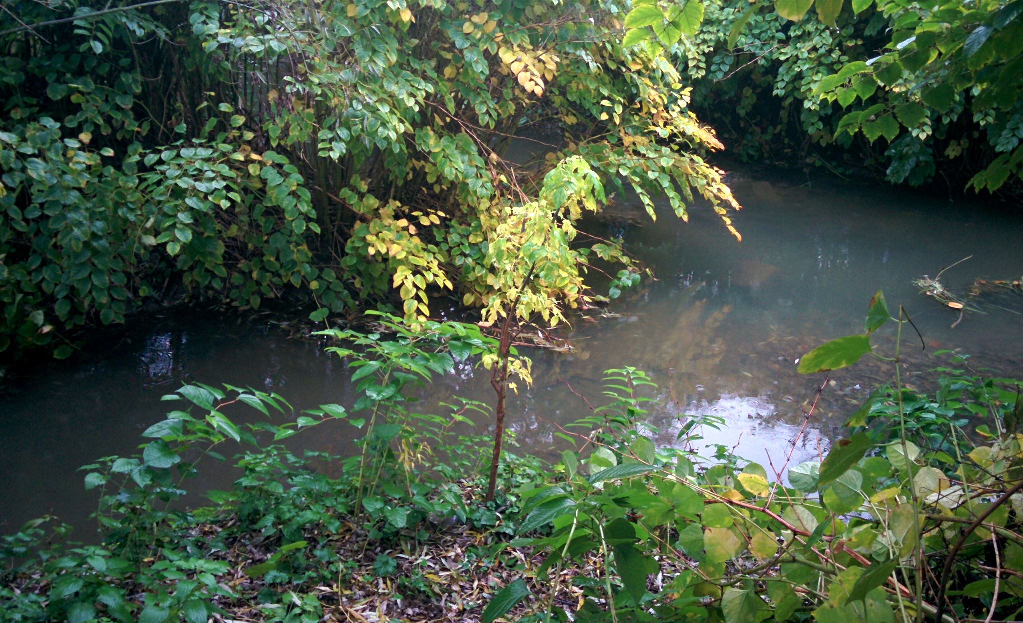 Soutok Mlýnky a Porubky