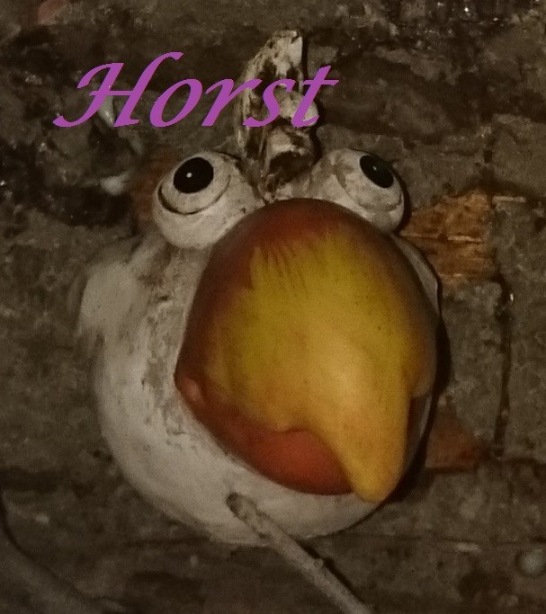 Horst