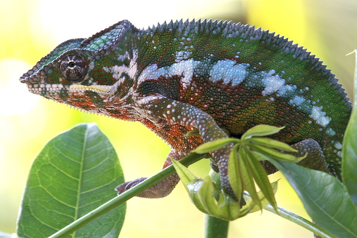 chameleon pardálí