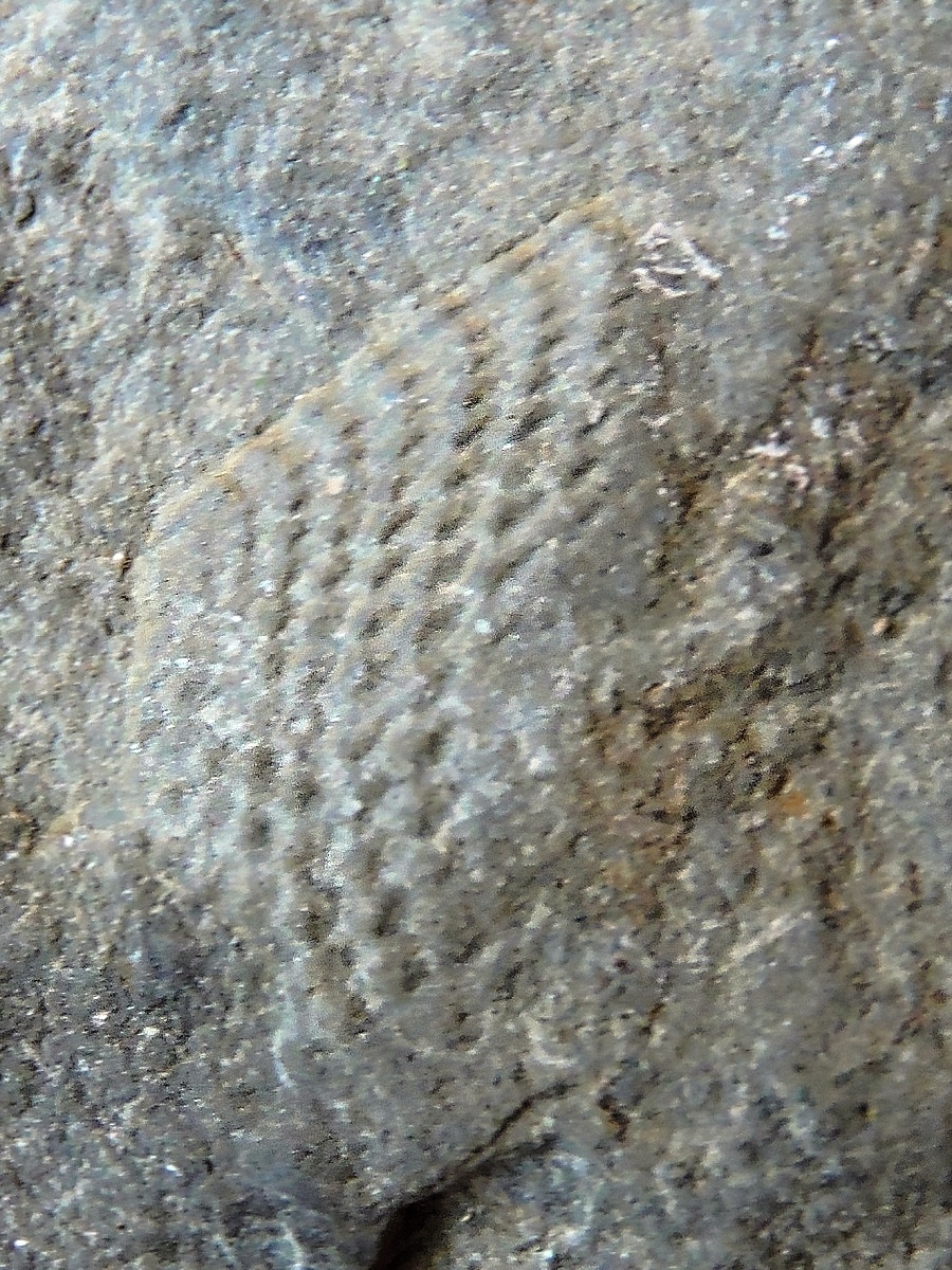 Trilobit