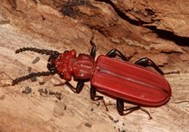 Cucujus cinnaberinus - lesák rumělkový | Cucujidae - lesákovití | Natura Bohemica