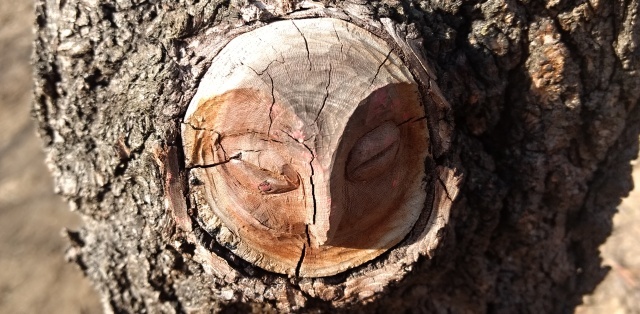 Park Bohumila Hrabala - sova