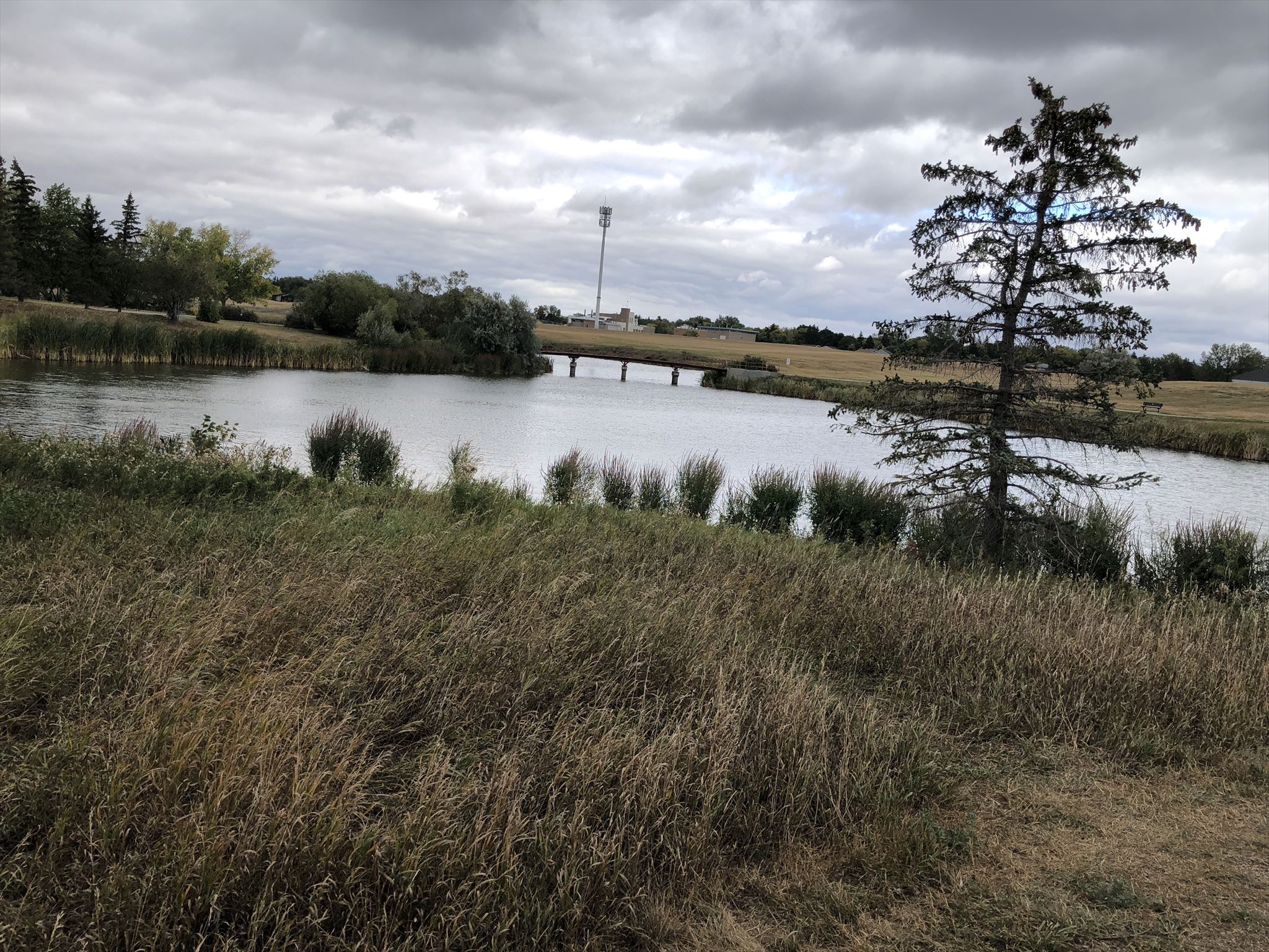 Wascana Creek with spruce tree in foreground