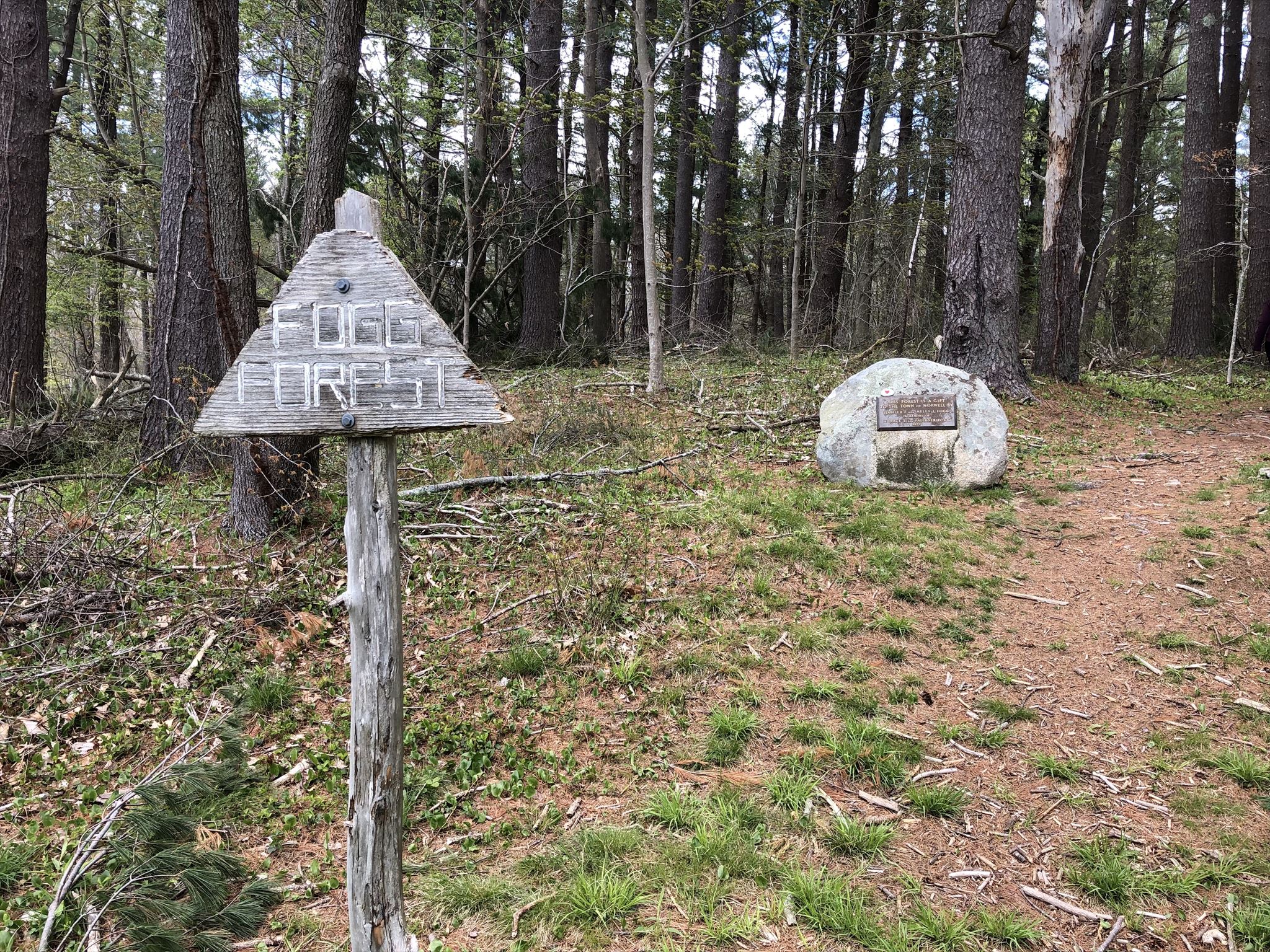 GC8QJQ3 Norwell Conservation Tour Fogg Forest (Traditional Cache) in