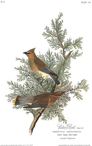 Cedar Bird Drawing by Audubon